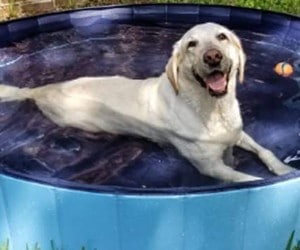 Jasonwell Dog Bath Pool