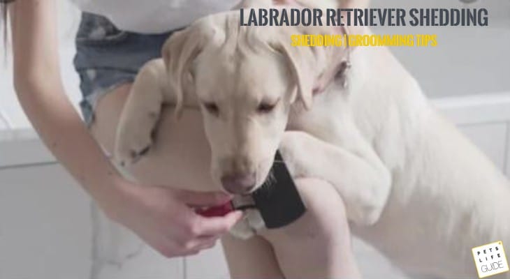 Labrador Shedding