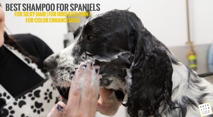 Best Shampoo for Spaniels