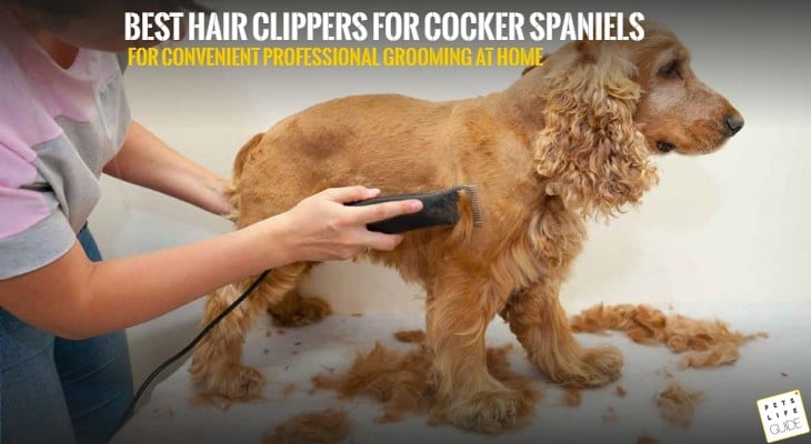 best Hair clippers for cocker spaniel