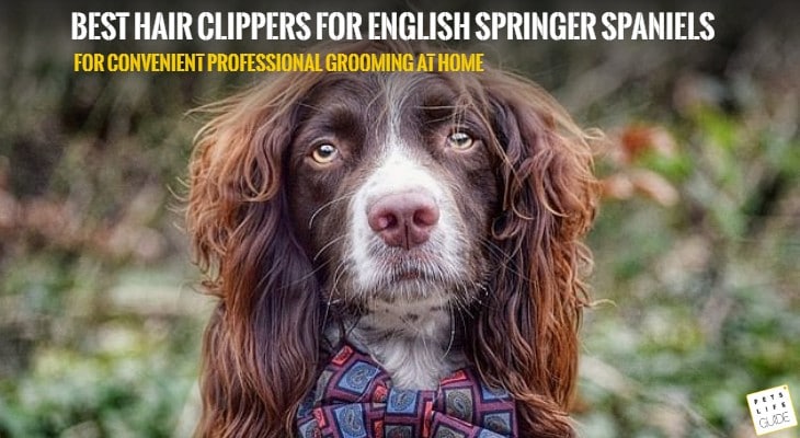 best hair clippers for spaniel