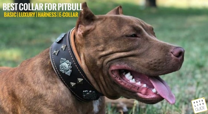 Best Collars and Harnesses for Pitbull