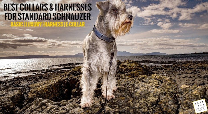 Best Collars and Harnesses for Standard Schnauzer