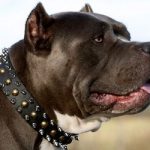 Best Pit Bull Dog Collar