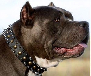 Best Pit Bull Dog Collar