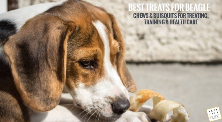 Best Treats for Beagle