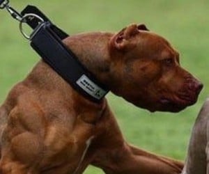 Bestia Dog Sport Collar review