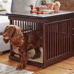 Crate for Cavalier King Charles Spaniel