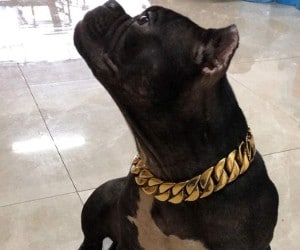 DUPFY Wide Hip Hop Gold Tone Stainless Steel Dog Chain Collar review