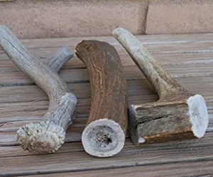 Pet Parents Gnawtlers - Premium Elk Antlers for Dogs review
