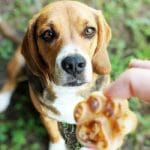 Treats for Beagle Puppy