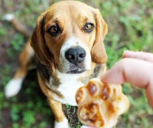 Treats for Beagle Puppy