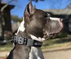 OneTigris Military Adjustable Dog Collar review