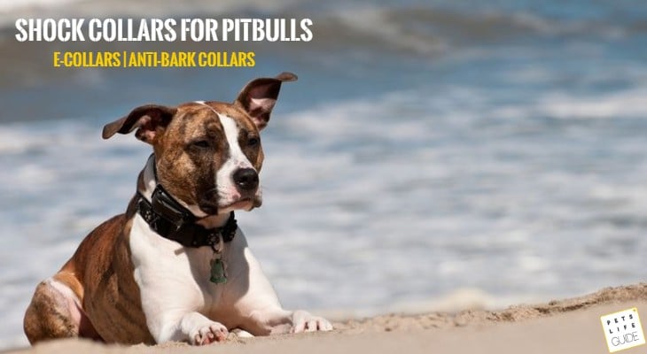 best shock collars for pitbulls
