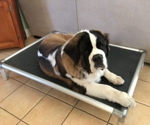 The Kuranda Dog Bed Chewproof Elevated Dog Bed