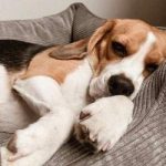 dog bed for beagle