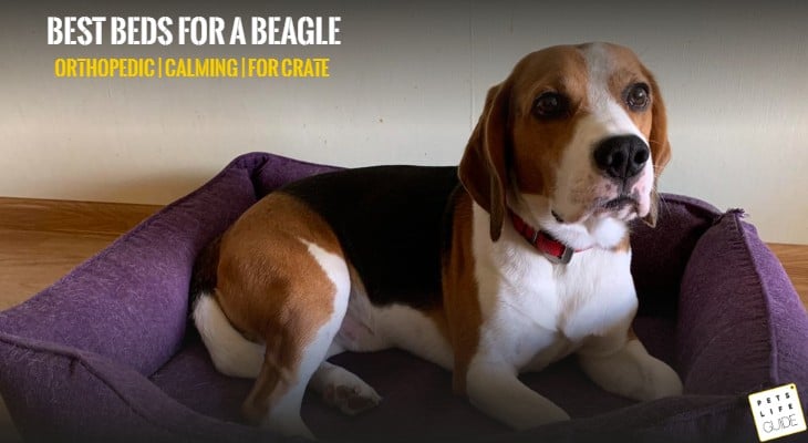 best dog beds for beagle