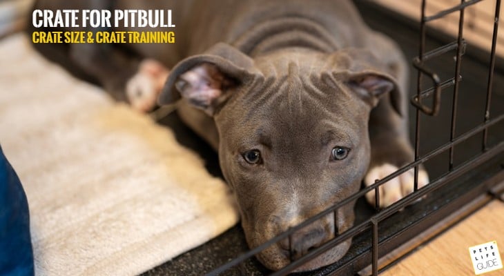 best size crate for pitbull
