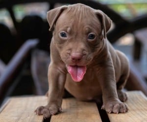 crate for pitbull puppy