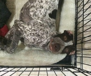 crate for gsp puppy