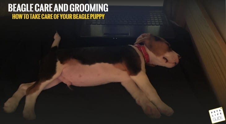 Beagle Care and Grooming