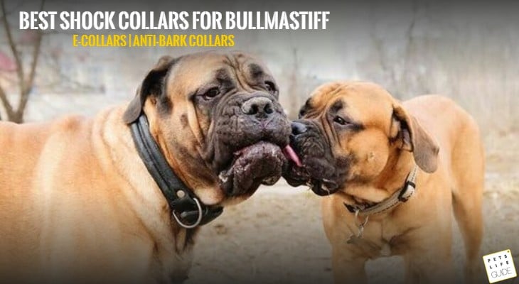 Best Shock Collars for Bullmastiff