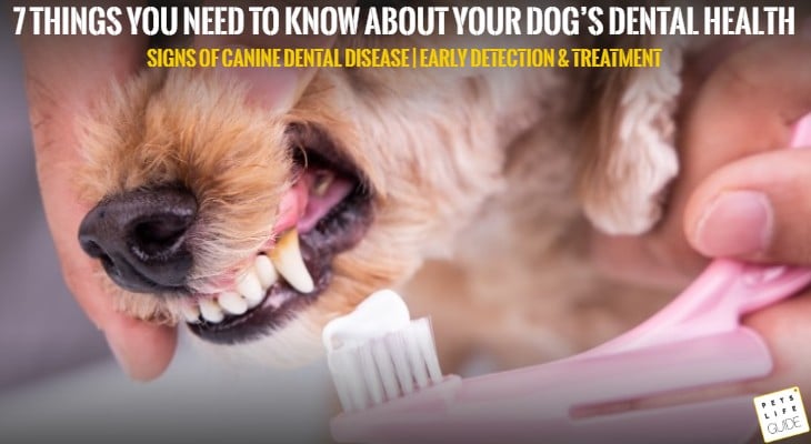 Dogs dental health