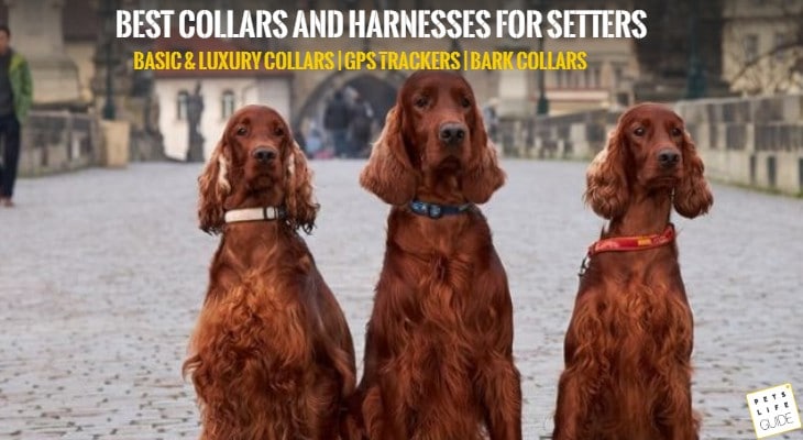 best collars and harnesses for setter