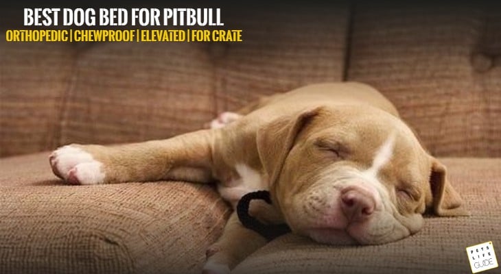 Best Dog Bed for Pitbull