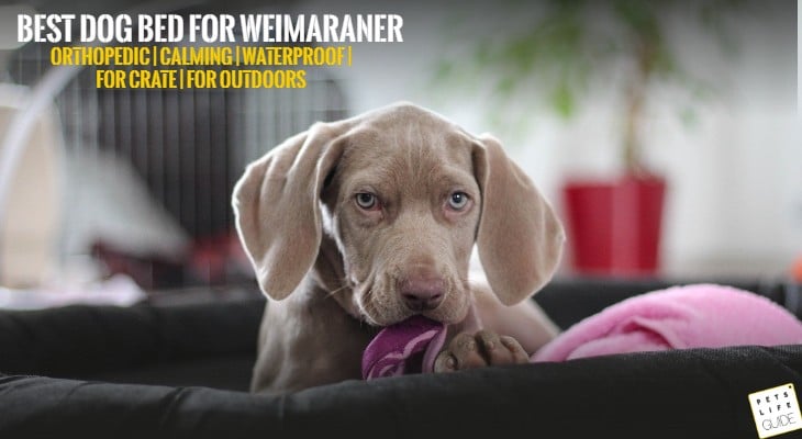 Best Dog Bed for Weimaraner
