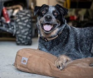 Carhartt Dog Bed review