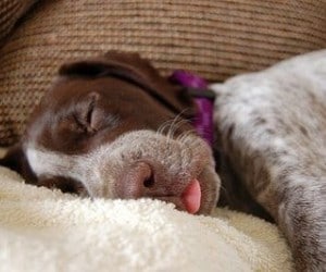 Best Dog Bed for German Shorthaired Pointer