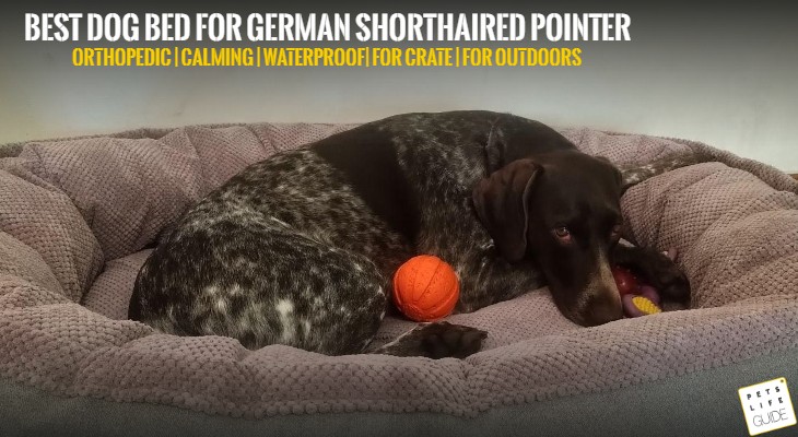best dog bed for German shorthaired pointer