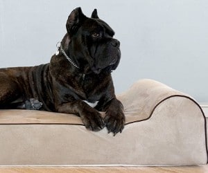 Bully Beds Dog Bed