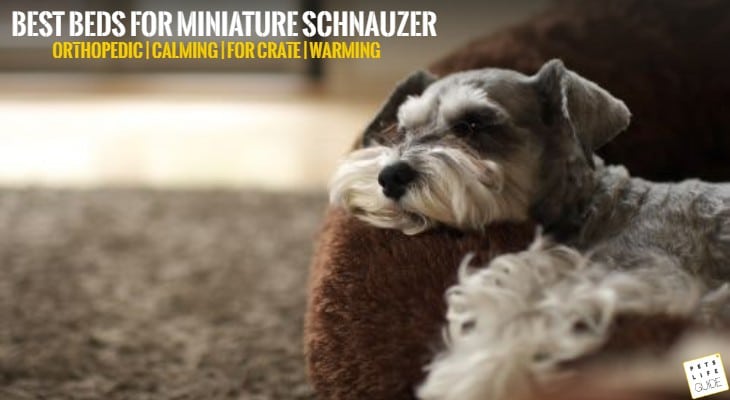 best dog bed for miniature schnauzer