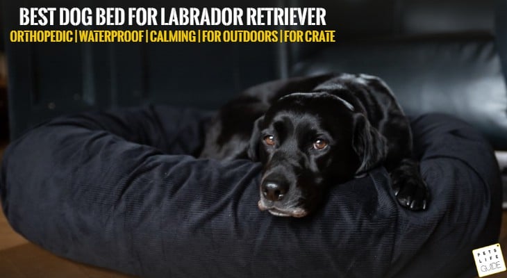 best dog bed for labrador