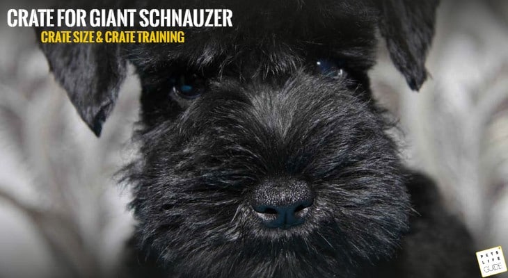 crate size for giant schnauzer