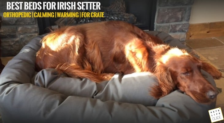 Best Dog Bed for Irish Setter