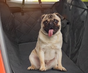 URPOWER Dog Seat Cover (Upgraded) review