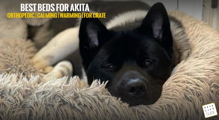 Best Pet Beds for Akita