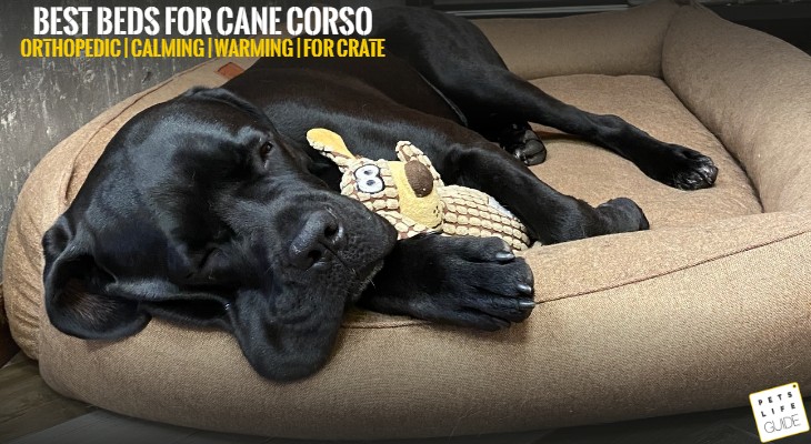 Best Pet Beds for Cane Corso