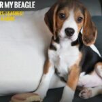 Shopping For My Beagle