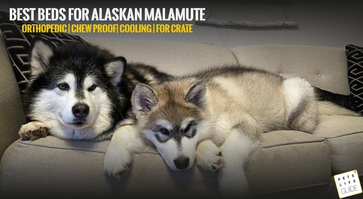 Best Beds for Alaskan Malamute