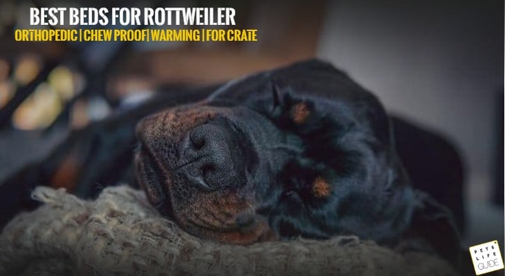 Best Beds for Rottweiler