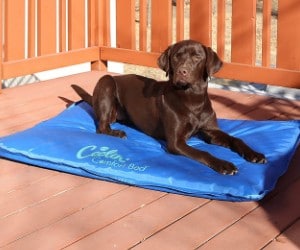 K&H PET PRODUCTS Coolin' Comfort Bed