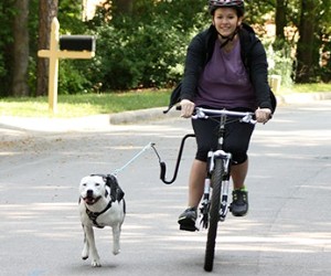 Springer Hands Free Dog Leash for Bike review