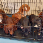 People could be forced to abandon their dogs due to struggling with returning to work post-lockdown and also the cost of living. Pic: RSPCA