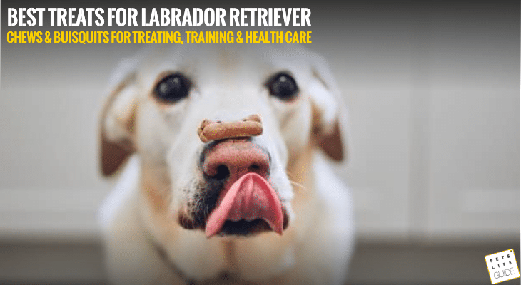 Treats for Labradors