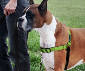 PetSafe Easy Walk Dog Harness review