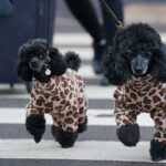 A woman walks miniature poodles into the first day of the Crufts Dog Show at the Birmingham National Exhibition Centre (NEC). Picture date: Thursday March 10, 2022.